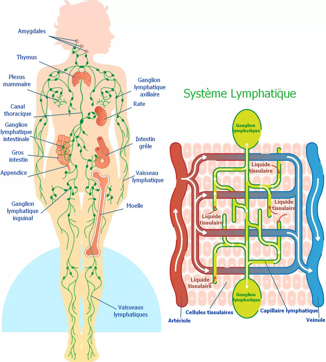 Image du système lymphatique